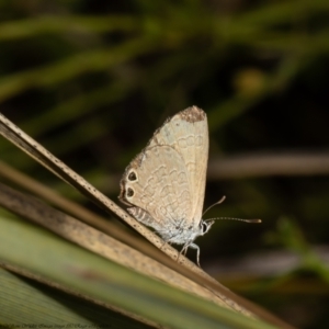 Nacaduba biocellata at Bruce, ACT - 28 Dec 2021 11:50 AM