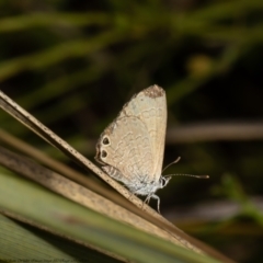 Nacaduba biocellata (Two-spotted Line-Blue) at Bruce, ACT - 28 Dec 2021 by Roger