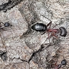 Camponotus sp. (genus) at Ulladulla, NSW - 28 Dec 2021 by trevorpreston