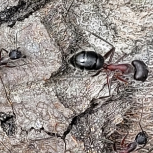 Camponotus intrepidus at Ulladulla, NSW - 28 Dec 2021 02:29 PM