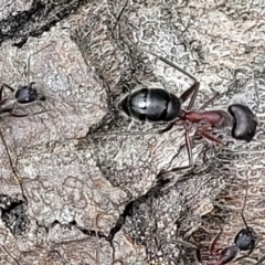 Unidentified Ant (Hymenoptera, Formicidae) at Ulladulla, NSW - 28 Dec 2021 by tpreston