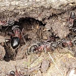 Camponotus intrepidus at Ulladulla, NSW - 28 Dec 2021 02:29 PM