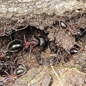 Camponotus intrepidus at Ulladulla, NSW - 28 Dec 2021 02:29 PM