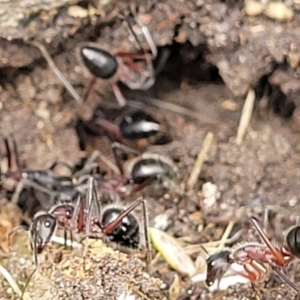 Camponotus intrepidus at Ulladulla, NSW - 28 Dec 2021 02:29 PM