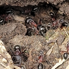 Camponotus intrepidus at Ulladulla, NSW - 28 Dec 2021 02:29 PM