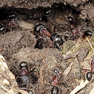 Camponotus intrepidus at Ulladulla, NSW - 28 Dec 2021 02:29 PM