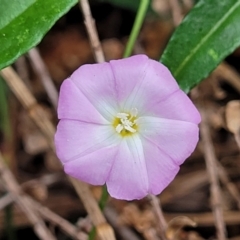 Polymeria calycina (Slender Bindweed) at Coomee Nulunga Cultural Walking Track - 28 Dec 2021 by trevorpreston