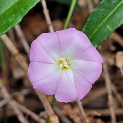 Polymeria calycina (Slender Bindweed) at Coomee Nulunga Cultural Walking Track - 28 Dec 2021 by tpreston