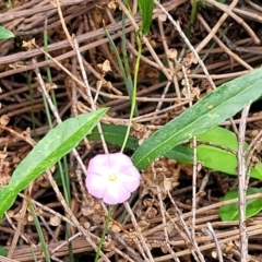 Polymeria calycina at Ulladulla, NSW - 28 Dec 2021 02:26 PM