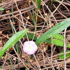 Polymeria calycina at Ulladulla, NSW - 28 Dec 2021