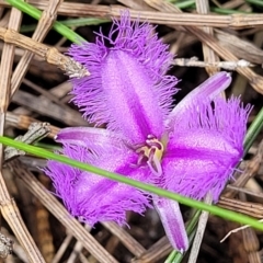 Thysanotus sp. at Ulladulla - Warden Head Bushcare - 28 Dec 2021 by trevorpreston