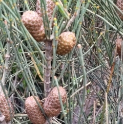 Allocasuarina distyla (Shrubby she-oak) at Coomee Nulunga Cultural Walking Track - 28 Dec 2021 by tpreston