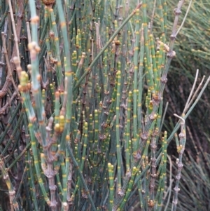 Allocasuarina distyla at Ulladulla, NSW - 28 Dec 2021