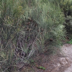 Allocasuarina distyla at Ulladulla, NSW - 28 Dec 2021