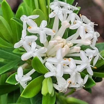 Pimelea sp. at Coomee Nulunga Cultural Walking Track - 28 Dec 2021 by trevorpreston