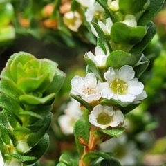 Baeckea imbricata (Coastal Baeckea, Heath Myrtle) at Coomee Nulunga Cultural Walking Track - 28 Dec 2021 by trevorpreston