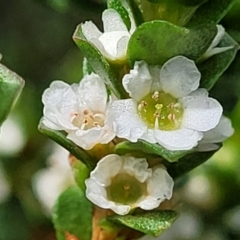 Baeckea imbricata at Ulladulla, NSW - 28 Dec 2021