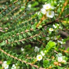 Baeckea imbricata at Ulladulla, NSW - 28 Dec 2021