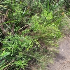 Baeckea imbricata at Ulladulla, NSW - 28 Dec 2021