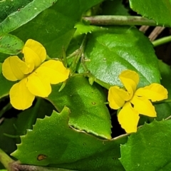 Goodenia ovata (Hop Goodenia) at Ulladulla - Warden Head Bushcare - 28 Dec 2021 by trevorpreston