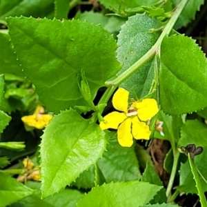 Goodenia ovata at Ulladulla, NSW - 28 Dec 2021