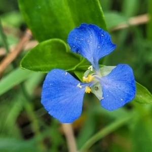 Commelina cyanea at Ulladulla, NSW - 28 Dec 2021 02:10 PM