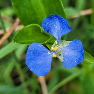 Commelina cyanea (Scurvy Weed) at Coomee Nulunga Cultural Walking Track - 28 Dec 2021 by tpreston