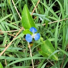 Commelina cyanea at Ulladulla, NSW - 28 Dec 2021 02:10 PM