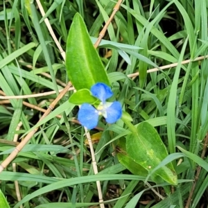 Commelina cyanea at Ulladulla, NSW - 28 Dec 2021