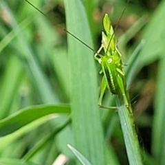 Tettigoniidae (family) (Unidentified katydid) at Ulladulla, NSW - 28 Dec 2021 by trevorpreston