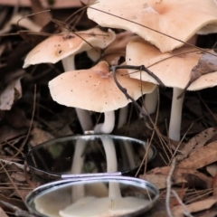 Unidentified Cap on a stem; gills below cap [mushrooms or mushroom-like] at Bournda, NSW - 25 Dec 2021 by KylieWaldon