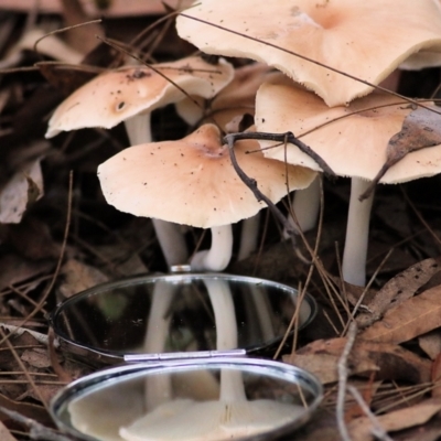 Unidentified Cap on a stem; gills below cap [mushrooms or mushroom-like] at Bournda, NSW - 26 Dec 2021 by KylieWaldon