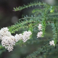 Ozothamnus diosmifolius (Rice Flower, White Dogwood, Sago Bush) at Bournda, NSW - 25 Dec 2021 by KylieWaldon