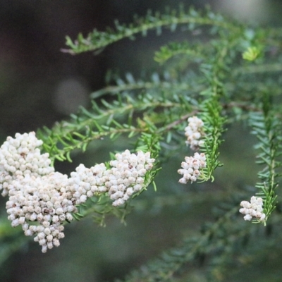 Ozothamnus diosmifolius (Rice Flower, White Dogwood, Sago Bush) at Bournda, NSW - 25 Dec 2021 by KylieWaldon