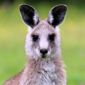 Macropus giganteus at Bournda, NSW - 26 Dec 2021