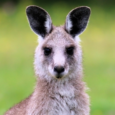 Macropus giganteus (Eastern Grey Kangaroo) at Bournda, NSW - 25 Dec 2021 by KylieWaldon