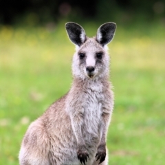 Macropus giganteus at Bournda, NSW - 26 Dec 2021 07:01 AM