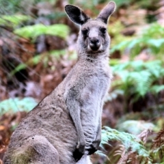 Macropus giganteus at Bournda, NSW - 26 Dec 2021