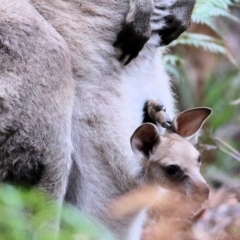 Macropus giganteus at Bournda, NSW - 26 Dec 2021