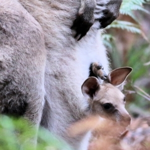 Macropus giganteus at Bournda, NSW - 26 Dec 2021