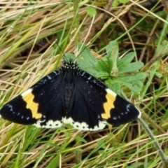 Eutrichopidia latinus (Yellow-banded Day-moth) at Rendezvous Creek, ACT - 26 Dec 2021 by MissyJ