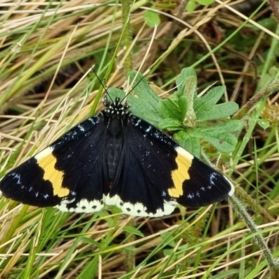 Eutrichopidia latinus (Yellow-banded Day-moth) at Rendezvous Creek, ACT - 27 Dec 2021 by MissyJ