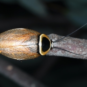 Ellipsidion australe at Hackett, ACT - 23 Dec 2021