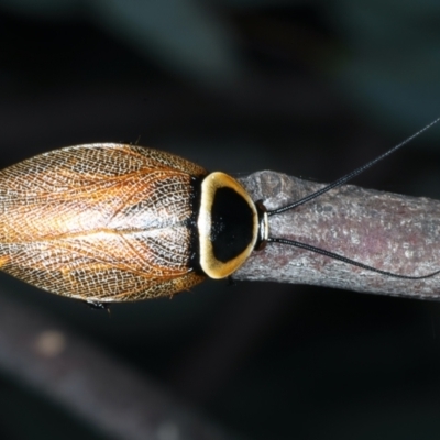 Ellipsidion australe (Austral Ellipsidion cockroach) at Mount Ainslie - 23 Dec 2021 by jb2602