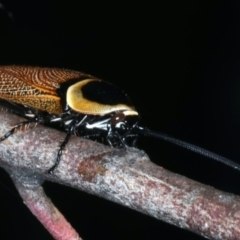 Ellipsidion australe at Hackett, ACT - 23 Dec 2021