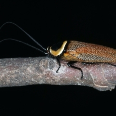 Ellipsidion australe at Hackett, ACT - 23 Dec 2021