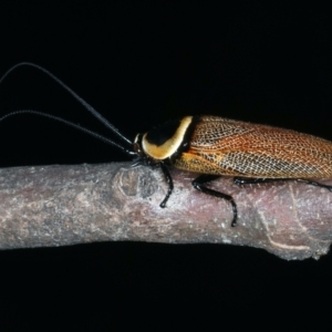 Ellipsidion australe at Hackett, ACT - 23 Dec 2021