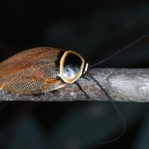 Ellipsidion australe at Hackett, ACT - 23 Dec 2021