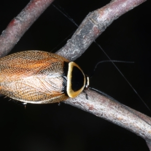 Ellipsidion australe at Hackett, ACT - 23 Dec 2021