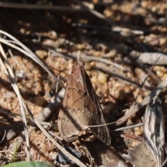 Uresiphita ornithopteralis (Tree Lucerne Moth) at Mount Painter - 14 Sep 2021 by Tammy